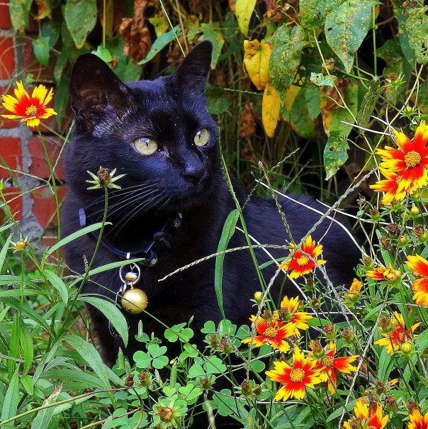 Dammit in the garden